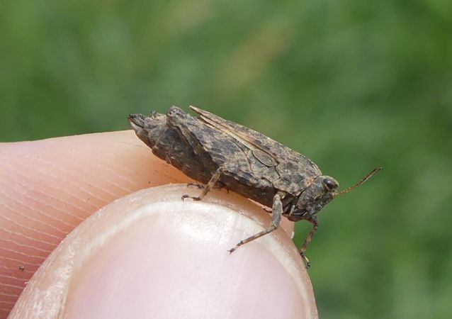Tétrix longicorne  - Bufo Fizesan (Bufo)