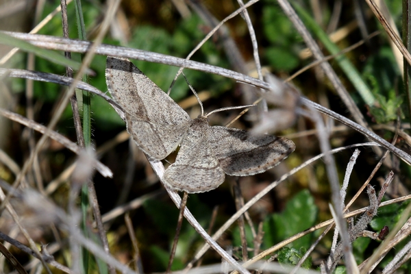 Tephrina murinaria  - Thomas Lux