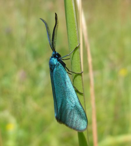 Jordanita sp.  - Christian Rust