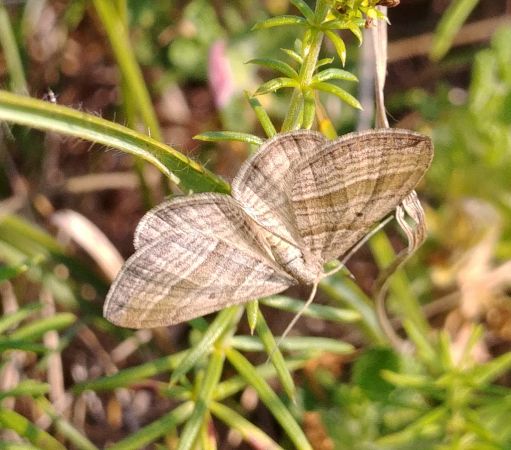 Phibalapteryx virgata 