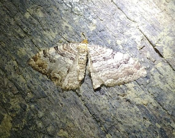 Hydria cervinalis 