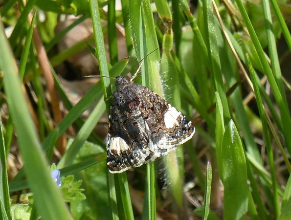 Noctuelle en deuil 