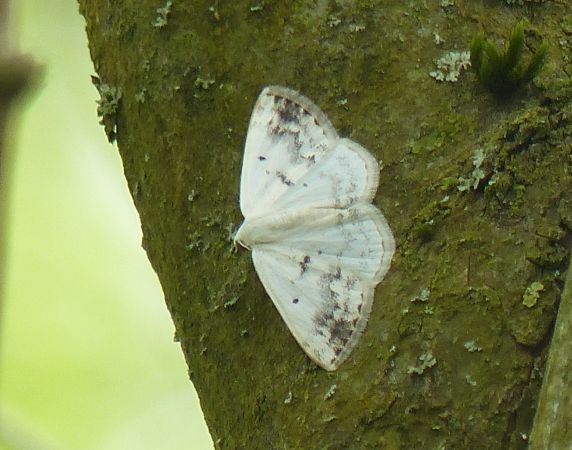 Lomographa temerata 