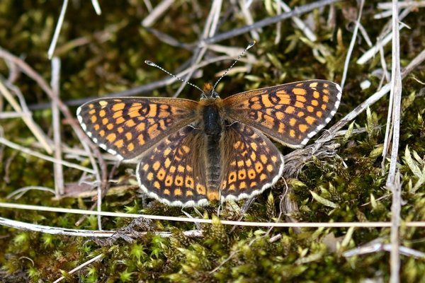 Glanville Fritillary  - Thomas Lux