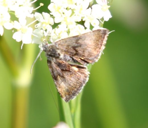 Panemeria tenebrata  - Thomas Lux