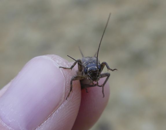 Grillon bordelais  - Bufo Fizesan (Bufo)