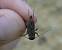 Grillon bordelais  - Bufo Fizesan (Bufo)