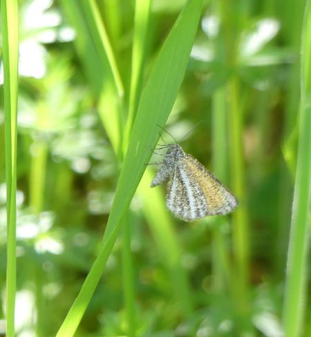Isturgia limbaria  - Sylvain Lethuillier