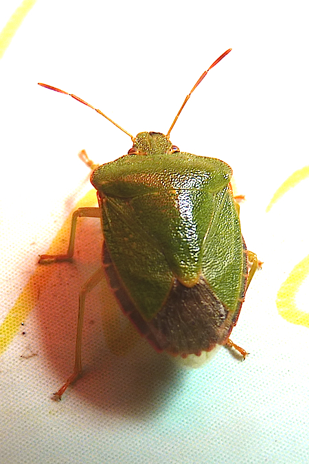 Palomena prasina  - Jacques Thiriet