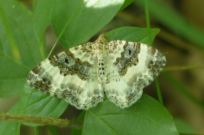 Epirrhoe rivata 