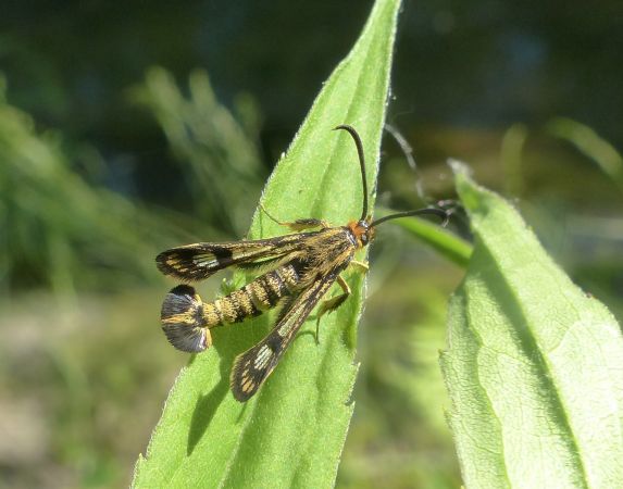 Chamaesphecia empiformis 