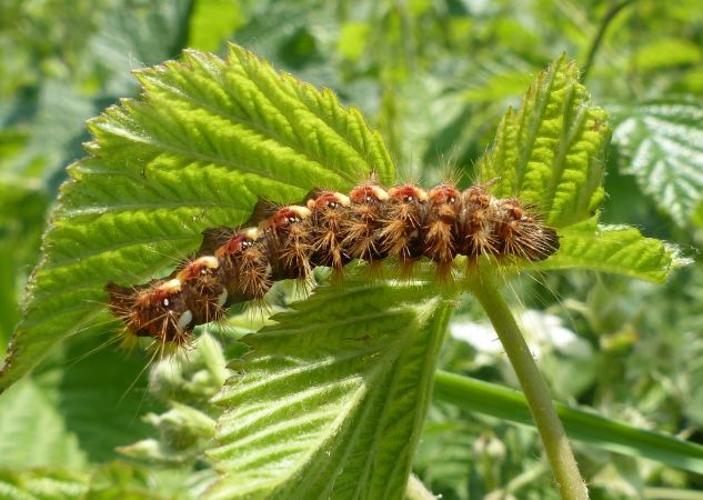 Noctuelle de la patience 