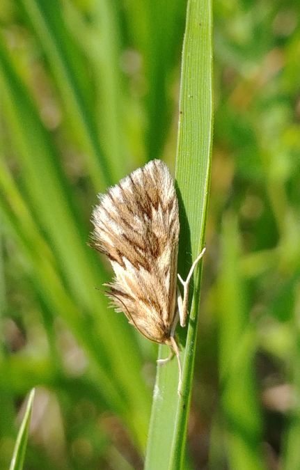 Cynaeda dentalis 