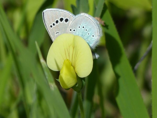 Azuré des cytises 