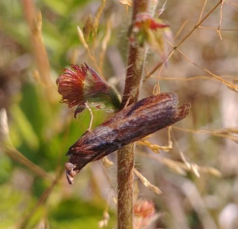 Selagia spadicella 