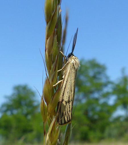 Ecaille striée 