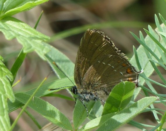 Thècle (Thécla) de l'yeuse 