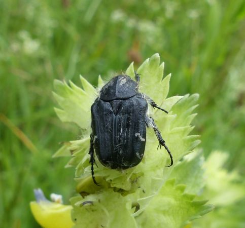 Tropinota hirta 