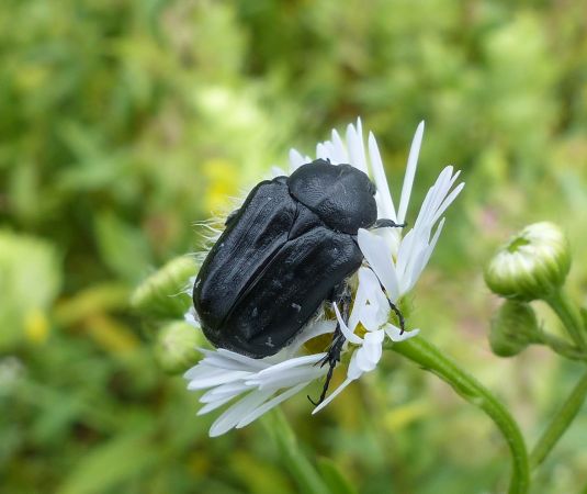 Tropinota hirta 