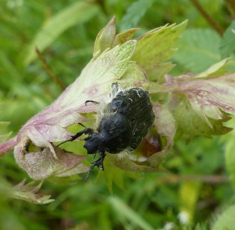 Tropinota hirta 