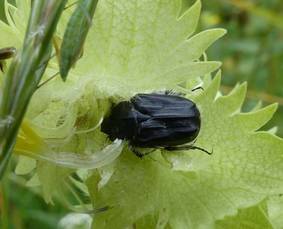 Tropinota hirta 