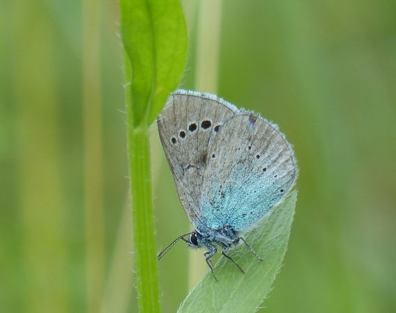 Azuré des cytises 