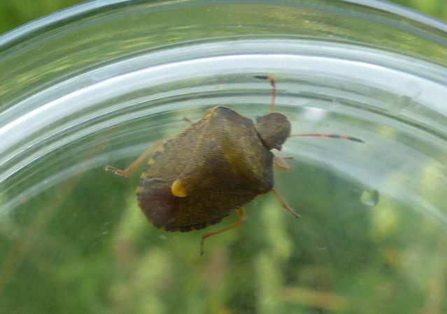 Peribalus strictus vernalis 