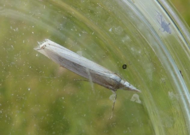 Crambus des jardins 