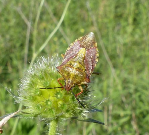 Carpocoris purpureipennis 