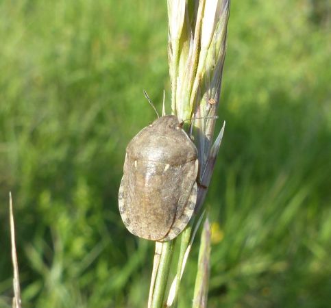 Eurygaster maura 