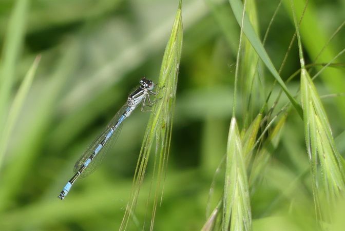 Agrion de Mercure  - Bufo Fizesan (Bufo)