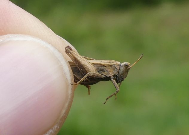 Tétrix riverain  - Bufo Fizesan (Bufo)