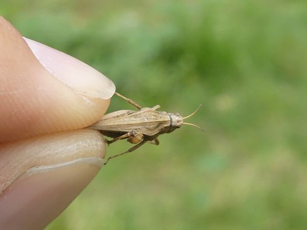 Slender Ground-hopper  - Bufo Fizesan (Bufo)