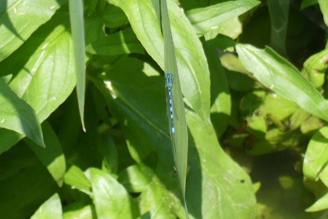 Agrion de Mercure  - Bufo Fizesan (Bufo)