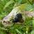 Tropinota hirta 