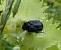 Tropinota hirta 