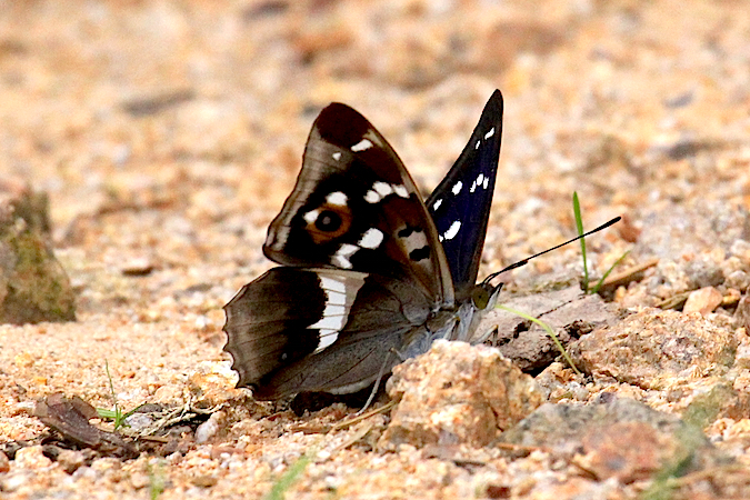 Purple Emperor  - Jacques Thiriet