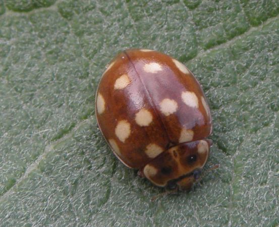 Coccinelle à 14 points  - Lionel Juif