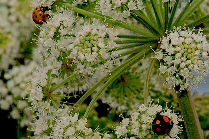 Coccinelle asiatique  - Jacques Thiriet