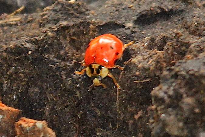 Coccinelle asiatique  - Jacques Thiriet
