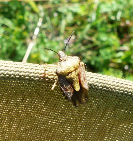 Carpocoris purpureipennis 