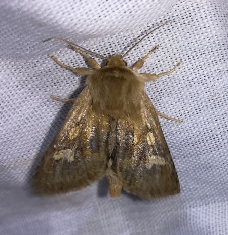 Cerapteryx graminis  - Thomas Lux