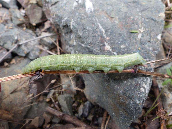 Moro-sphinx 