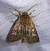 Cerapteryx graminis  - Thomas Lux