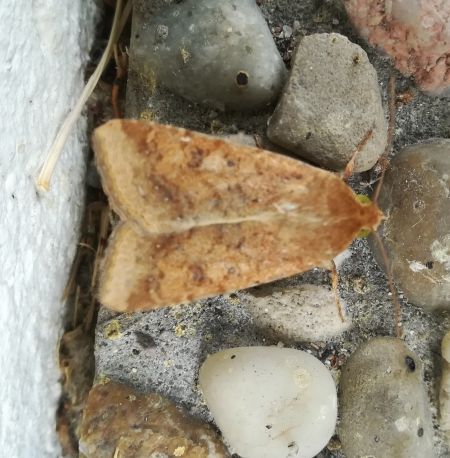 Helicoverpa armigera  - Thomas Lux