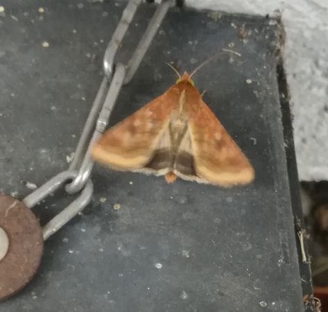Helicoverpa armigera  - Thomas Lux