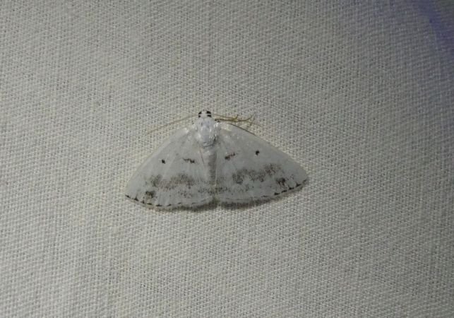 Lomographa temerata  - Sylvain Lethuillier