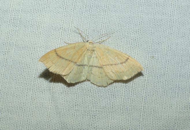 Cyclophora linearia  - Sylvain Lethuillier