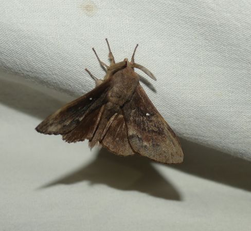 Bombyx du Pin  - Sylvain Lethuillier