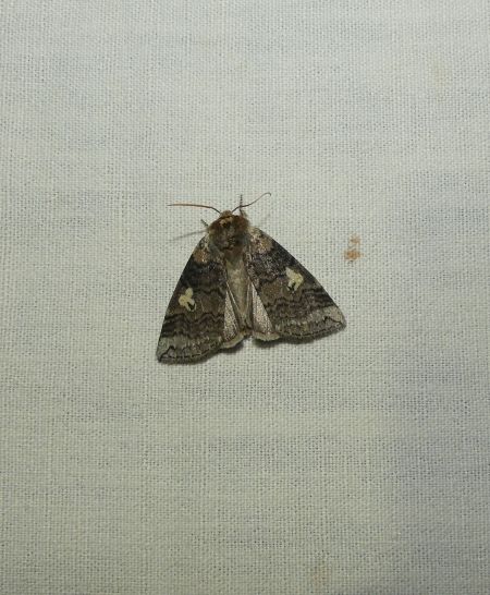 Double Bande brune  - Sylvain Lethuillier